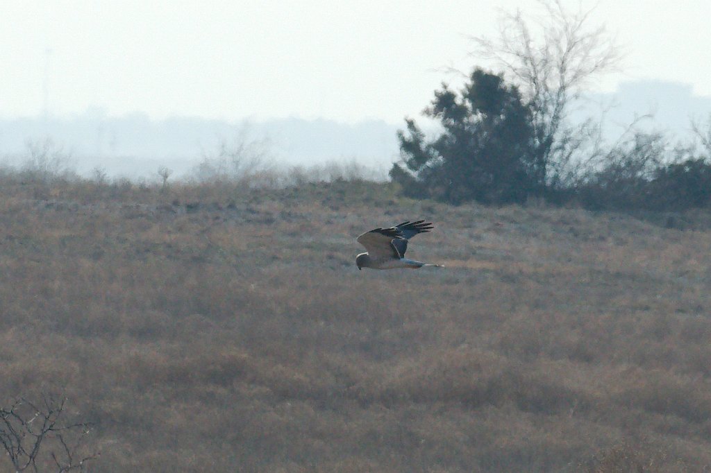 Northern Harrier 2016-02-13_3.jpg